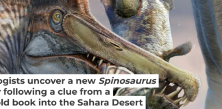 In this illustration, Spinosaurus mirabilis fight over a carcass some 95 million years ago in what is now the Sahara Desert in Niger. Dani Navarro